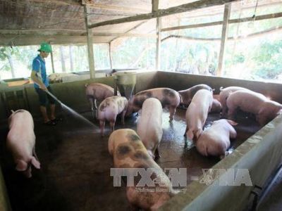 Giá lợn liên tục tăng nhưng nguồn cung không nhiều