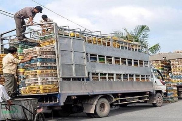 Đổi mới thủ tục kiểm dịch để thuận tiện cho buôn bán, vận chuyển vật nuôi và sản phẩm chăn nuôi