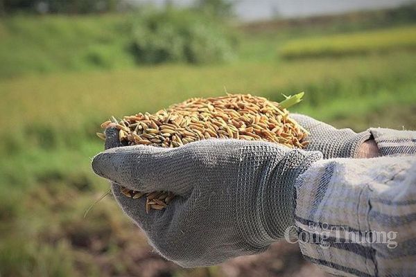 Giá gạo 5% tấm của Việt Nam cao hơn cùng kỳ năm trước 60 USD/tấn