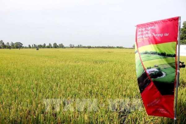 Thị trường nông sản: Giá gạo xuất khẩu nhích nhẹ sau khi Philippines giảm thuế nhập khẩu