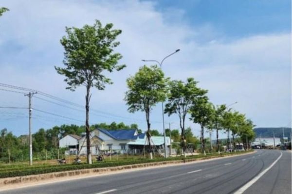 UBND TP. Hồ Chí Minh yêu cầu nhiều đơn vị cung cấp hồ sơ liên quan đến Công ty TNHH Cây xanh Công Minh