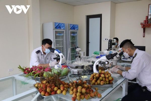 Xuất khẩu nông sản tăng mạnh qua các cửa khẩu tại Lạng Sơn