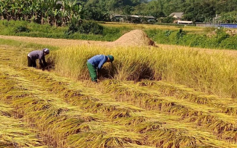Giá lúa gạo hôm nay 13/4/2024: giá gạo tăng, giá lúa giảm
