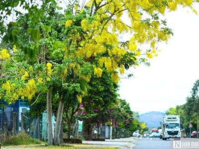 Lâm Đồng rà soát, báo cáo Bộ Công an về dự án trồng cây xanh