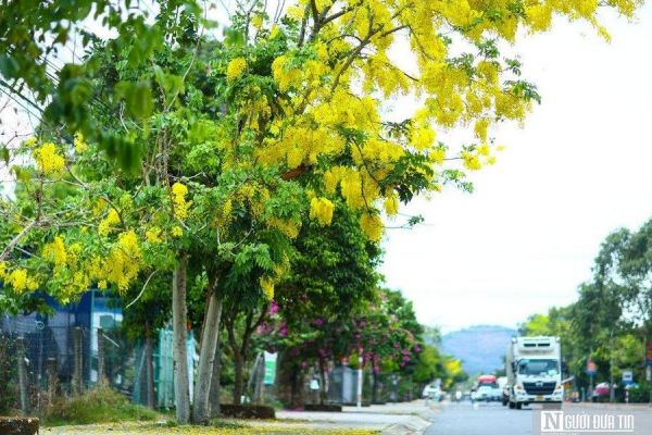 Lâm Đồng rà soát, báo cáo Bộ Công an về dự án trồng cây xanh