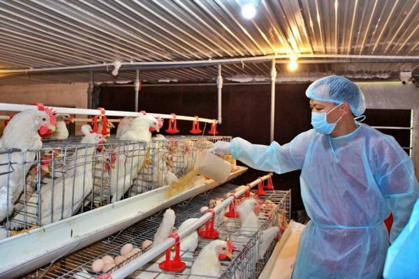 Việt Nam có cơ hội xuất khẩu thịt gia cầm sang Trung Quốc