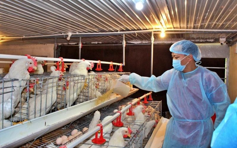 Việt Nam có cơ hội xuất khẩu thịt gia cầm sang Trung Quốc